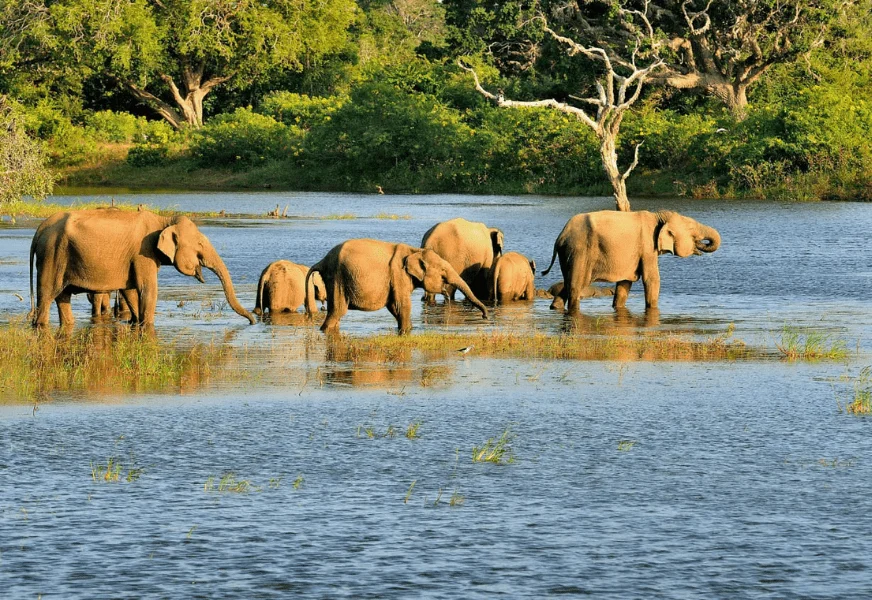 Unforgettable and comprehensive experience of Sri Lanka's greatest hits